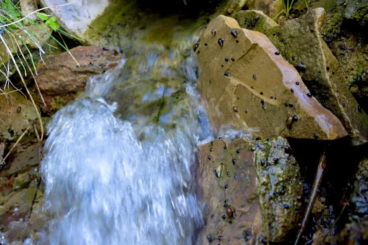 Ecoalbergue Rural De Algodonales