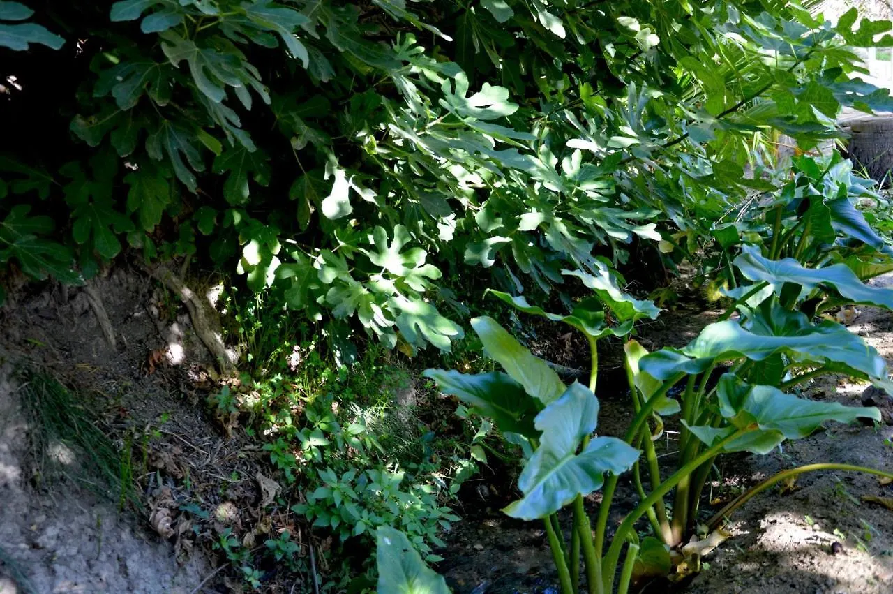 Lantställe Ecoalbergue Rural De Algodonales